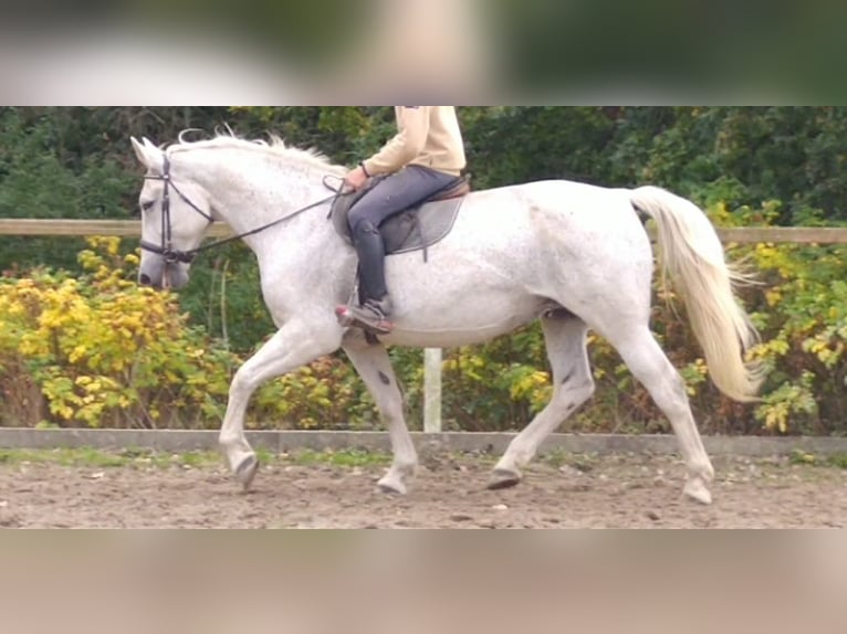 Zwaar warmbloed Merrie 10 Jaar 167 cm  in Kamenz