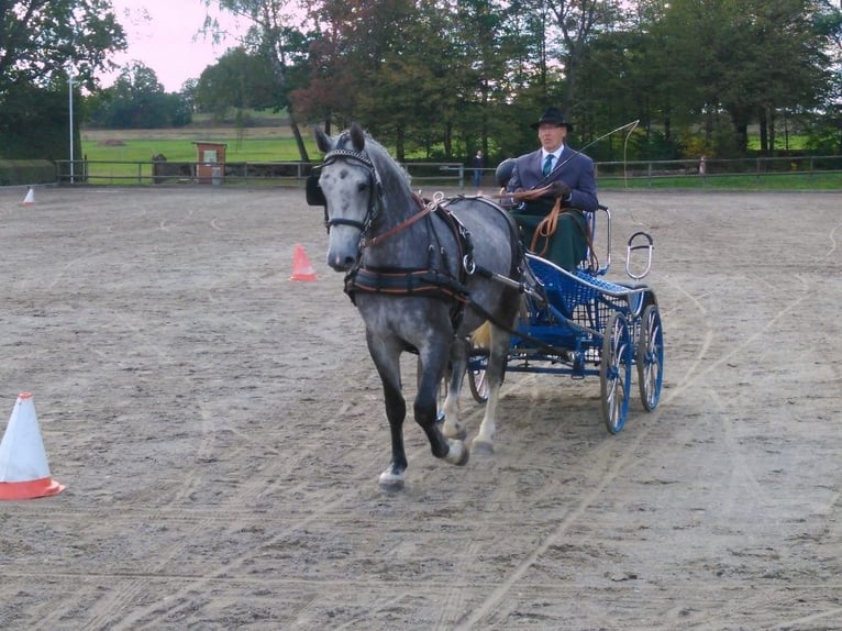 Zwaar warmbloed Merrie 10 Jaar 167 cm  in Kamenz