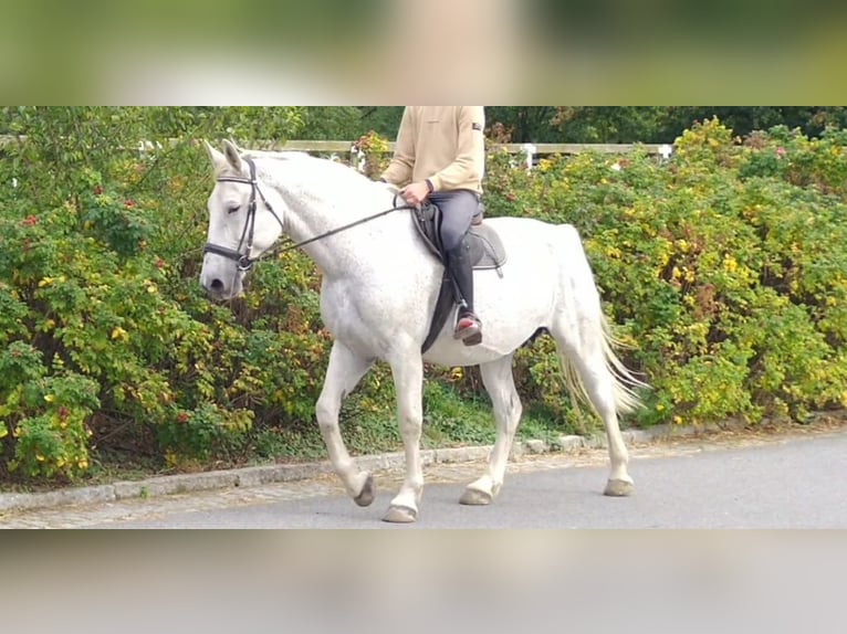 Zwaar warmbloed Merrie 10 Jaar 167 cm  in Kamenz