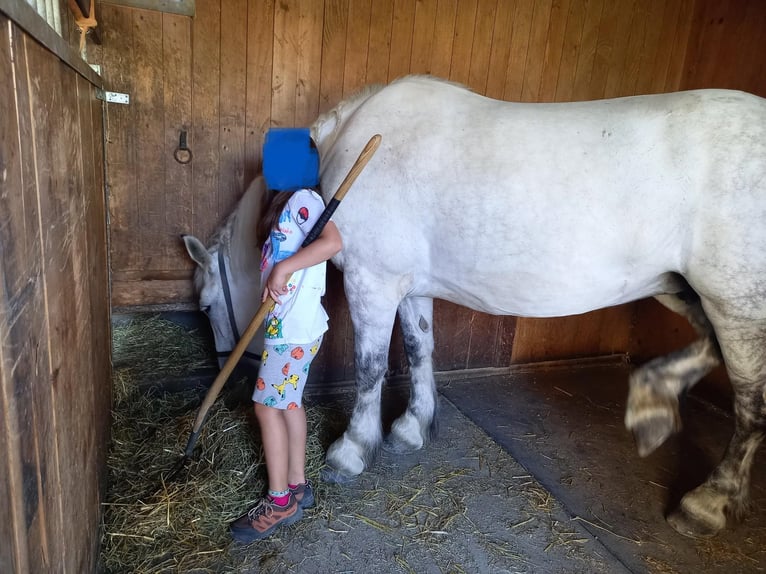 Zwaar warmbloed Merrie 11 Jaar Schimmel in Willisau