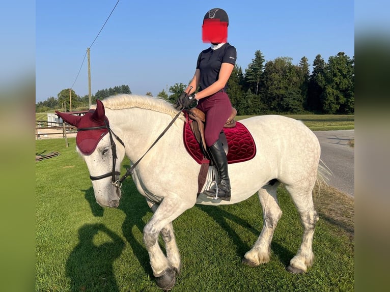 Zwaar warmbloed Merrie 11 Jaar Schimmel in Willisau