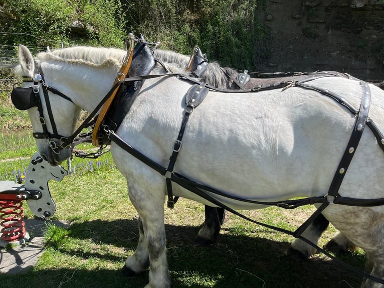 Zwaar warmbloed Merrie 11 Jaar Schimmel in Willisau