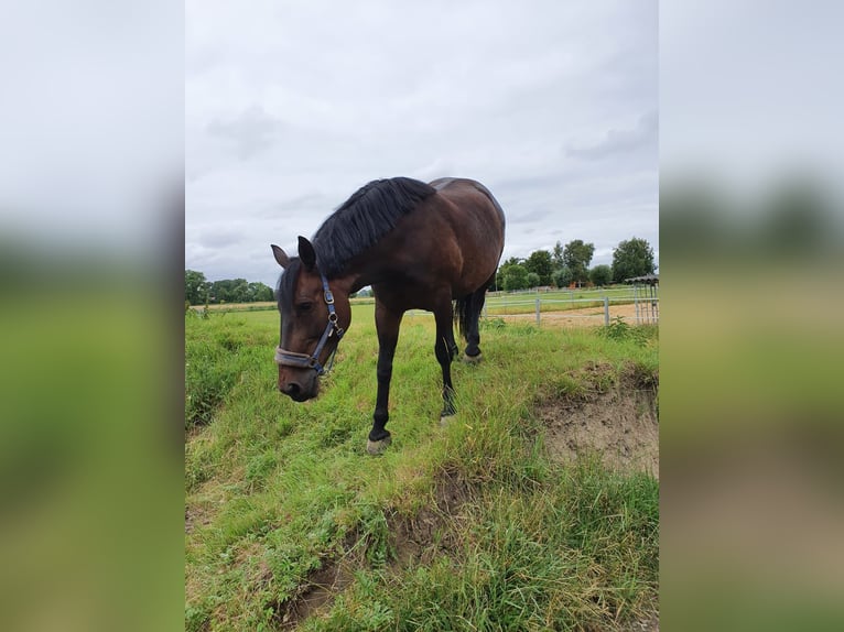 Zwaar warmbloed Merrie 12 Jaar 164 cm Bruin in Wurster Nordseeküste