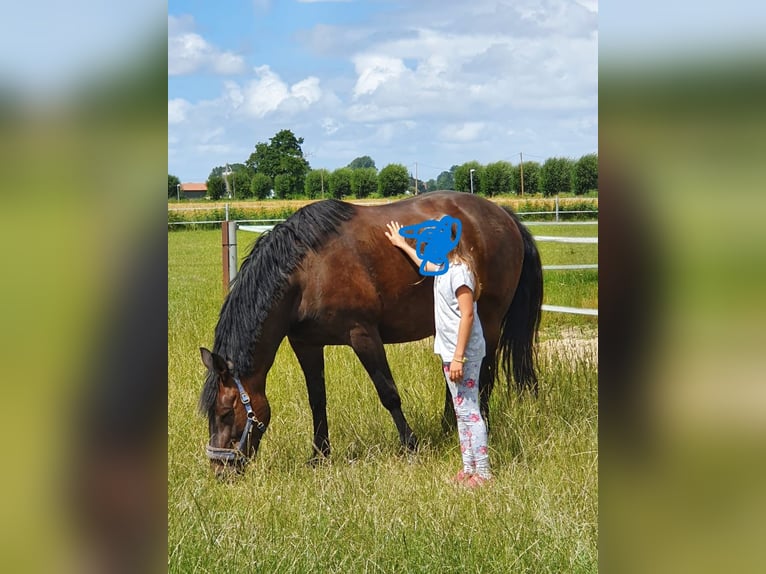 Zwaar warmbloed Merrie 12 Jaar 164 cm Bruin in Wurster Nordseeküste