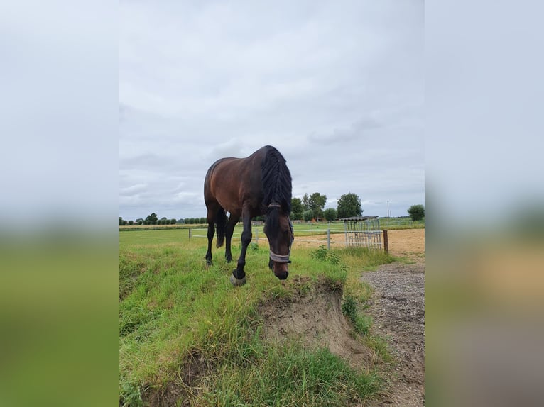 Zwaar warmbloed Merrie 12 Jaar 164 cm Bruin in Wurster Nordseeküste