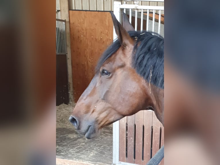 Zwaar warmbloed Merrie 12 Jaar 164 cm Bruin in Wurster Nordseeküste