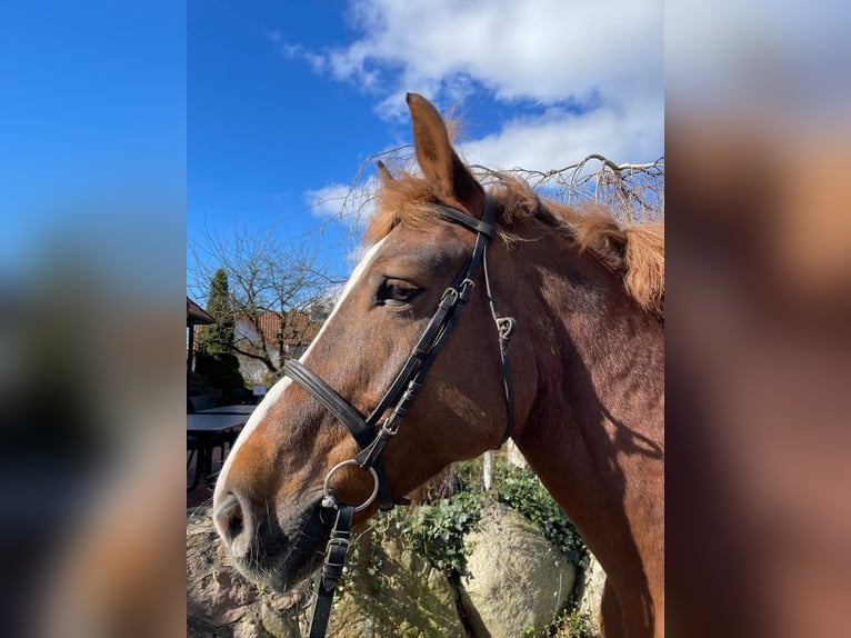 Zwaar warmbloed Merrie 12 Jaar 167 cm Donkere-vos in Fallingbostel