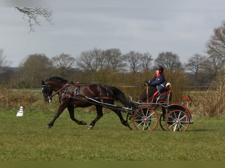 Zwaar warmbloed Merrie 13 Jaar 158 cm Zwart in Dellstedt