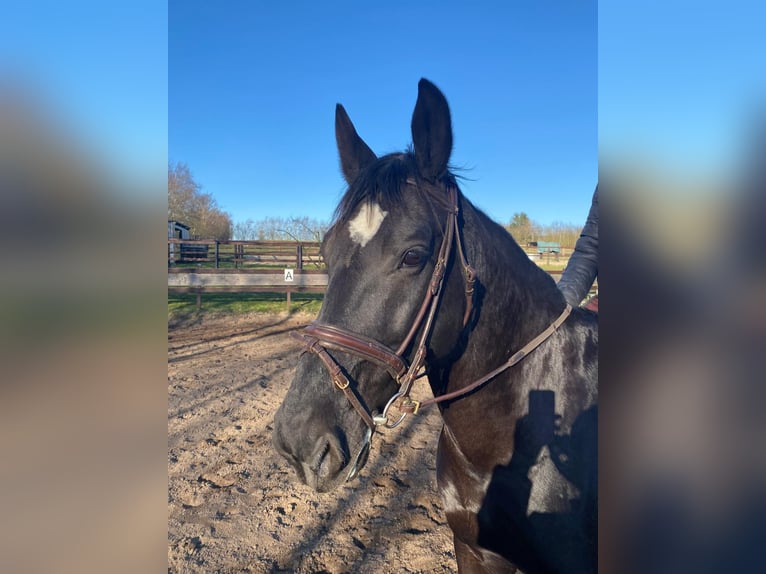 Zwaar warmbloed Merrie 13 Jaar 168 cm Zwart in Aalestrup