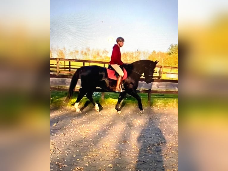 Zwaar warmbloed Merrie 13 Jaar 168 cm Zwart in Aalestrup