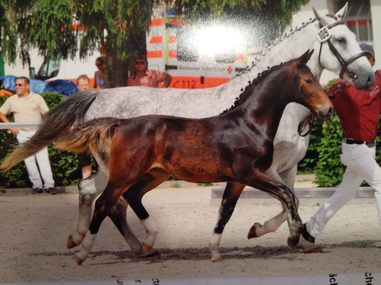 Zwaar warmbloed Merrie 14 Jaar 165 cm Schimmel in Kamenz