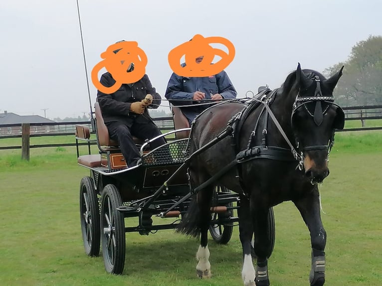 Zwaar warmbloed Merrie 15 Jaar 163 cm Zwartbruin in Senden