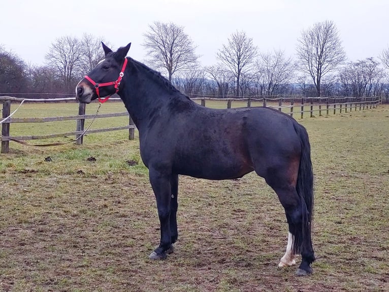 Zwaar warmbloed Merrie 15 Jaar 174 cm Zwartbruin in Erding