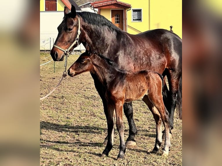 Zwaar warmbloed Merrie 16 Jaar 163 cm Bruin in Mügeln Zwaar warmbloed Merrie 16 Jaar 163 cm Bruin in Mügeln