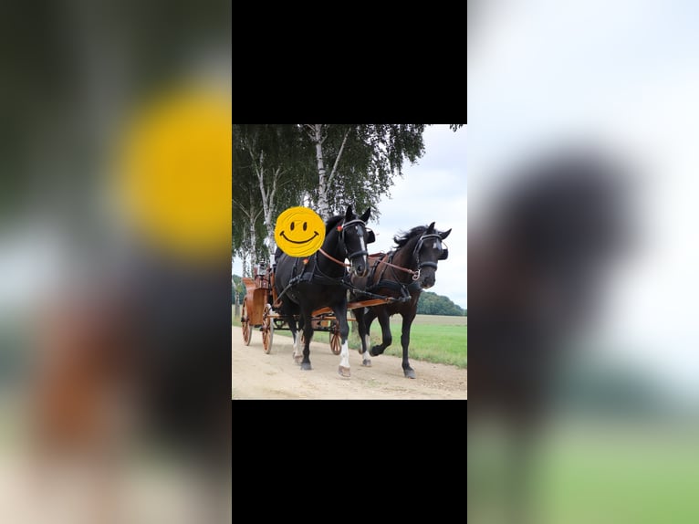 Zwaar warmbloed Merrie 17 Jaar 164 cm Zwart in Würzburg