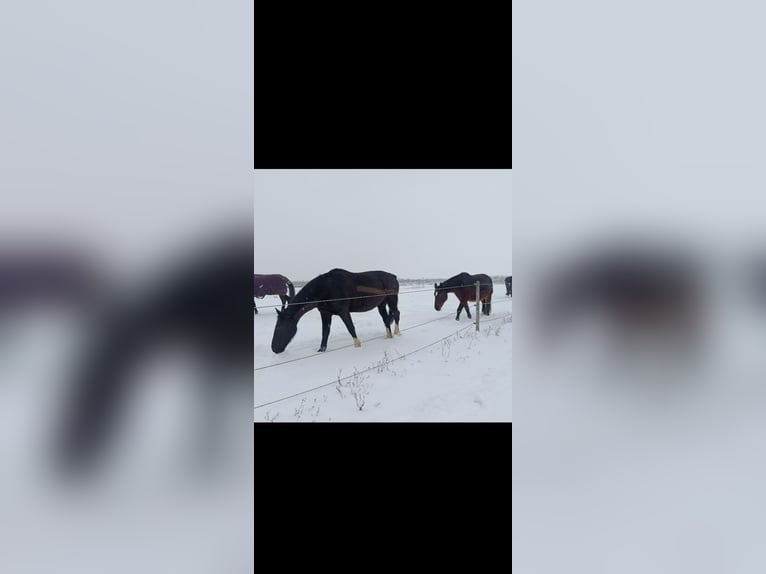 Zwaar warmbloed Merrie 17 Jaar 164 cm Zwart in Würzburg