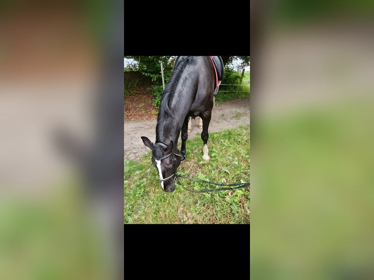 Zwaar warmbloed Merrie 17 Jaar 164 cm Zwart in Würzburg
