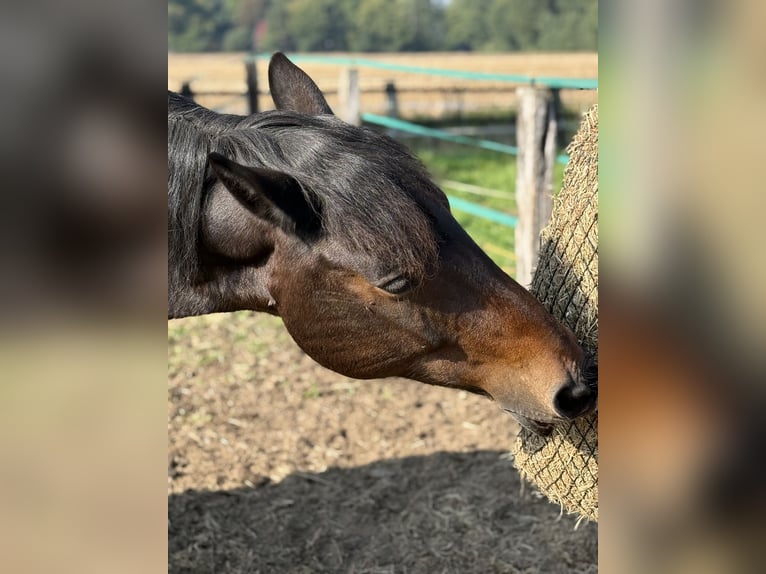 Zwaar warmbloed Mix Merrie 18 Jaar 150 cm Bruin in Lingen