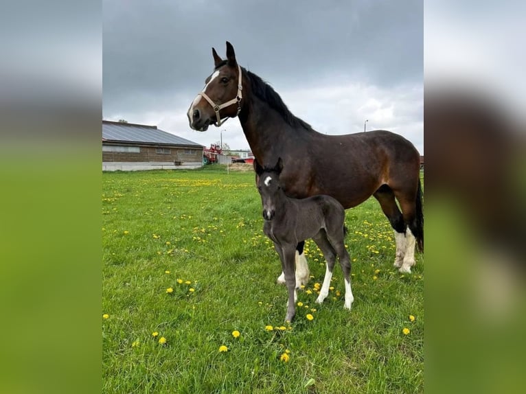 Zwaar warmbloed Merrie 1 Jaar 163 cm Zwart in Ferna