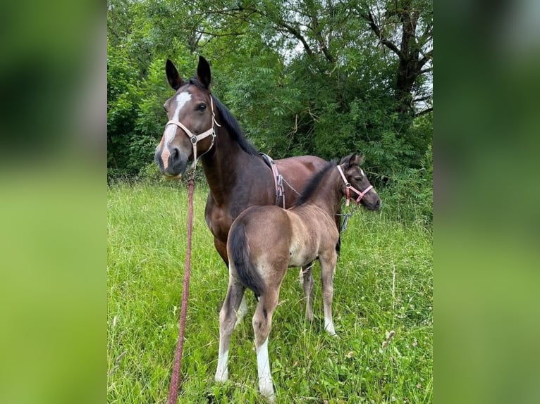 Zwaar warmbloed Merrie 1 Jaar 163 cm Zwart in Ferna