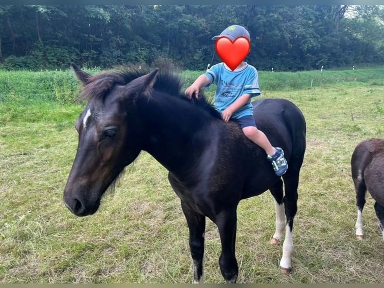 Zwaar warmbloed Merrie 1 Jaar 163 cm Zwart in Ferna