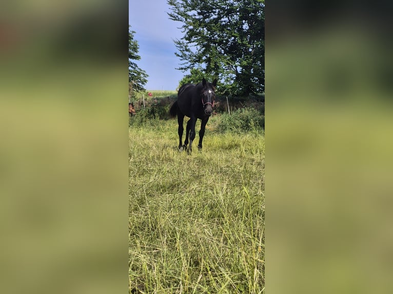 Zwaar warmbloed Merrie 1 Jaar 168 cm Zwartbruin in Großenhain