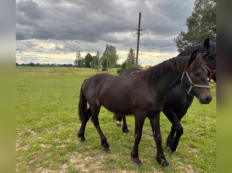 Zwaar warmbloed Merrie 1 Jaar Zwart in &#x160;akiai