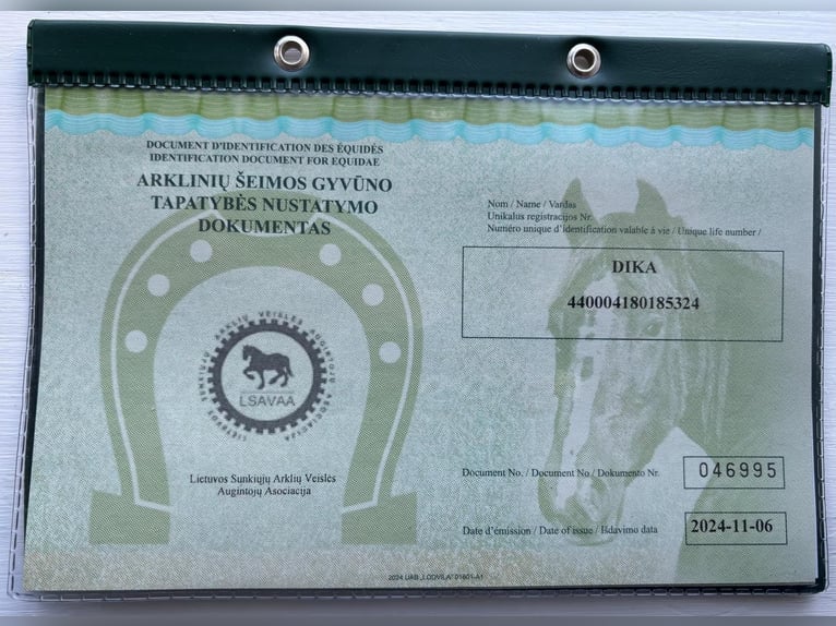 Zwaar warmbloed Merrie 1 Jaar Zwart in &#x160;akiai