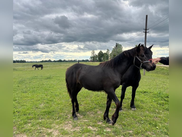 Zwaar warmbloed Merrie 1 Jaar Zwart in &#x160;akiai
