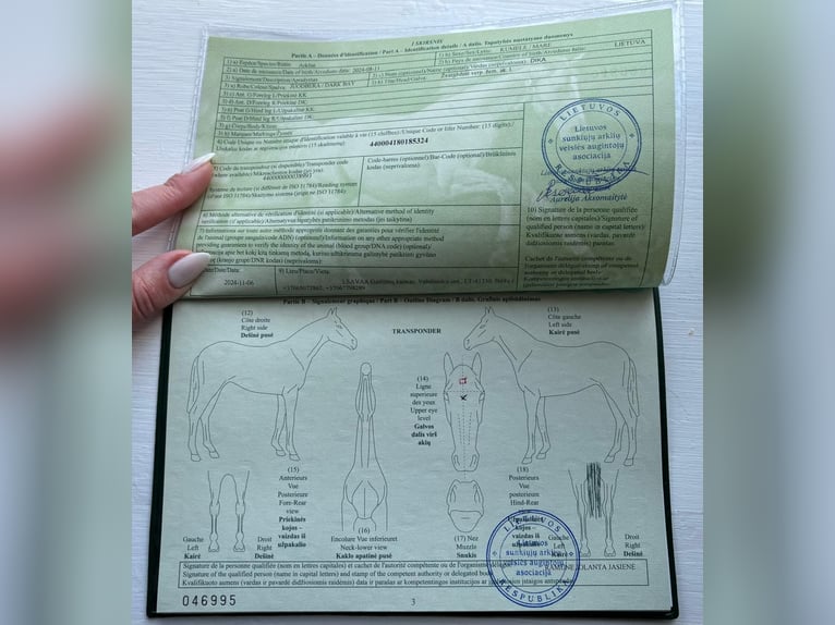 Zwaar warmbloed Merrie 1 Jaar Zwart in &#x160;akiai
