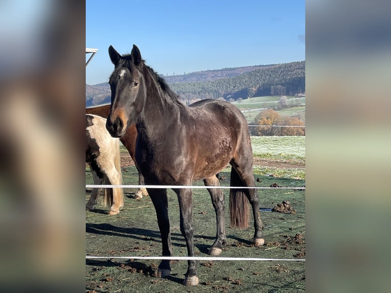 Zwaar warmbloed Merrie 2 Jaar 165 cm Bruin in Oberzent