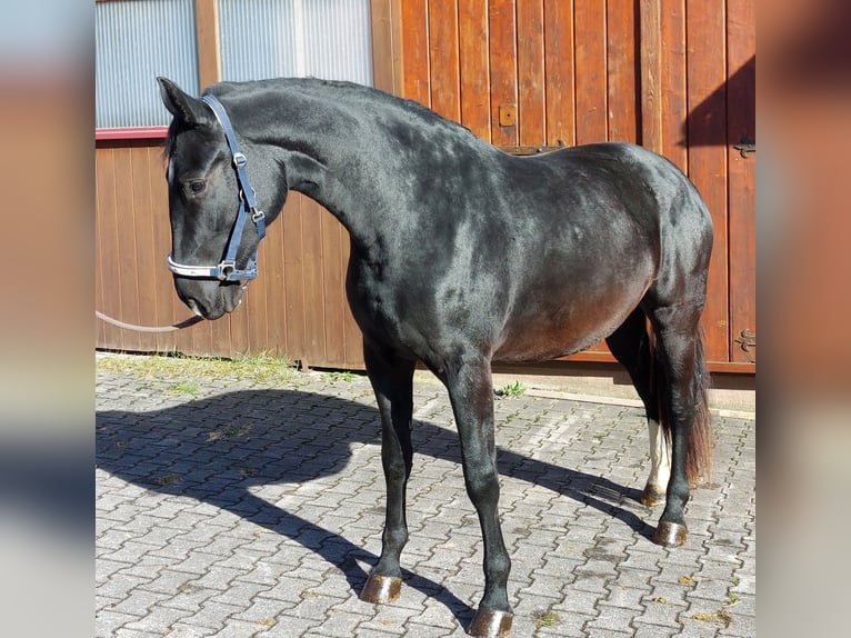 Zwaar warmbloed Merrie 2 Jaar 165 cm Zwartbruin in Lo&#xDF;burg