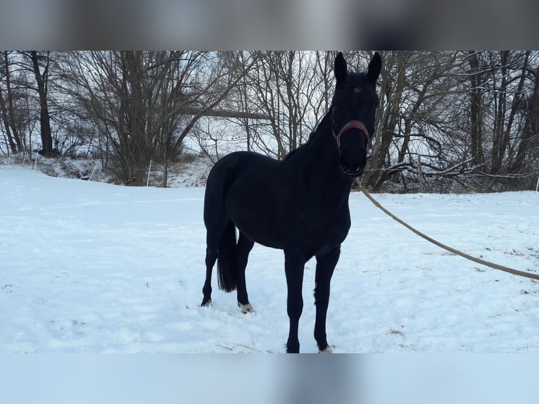 Zwaar warmbloed Merrie 3 Jaar 157 cm Zwart in Panschwitz-Kuckau