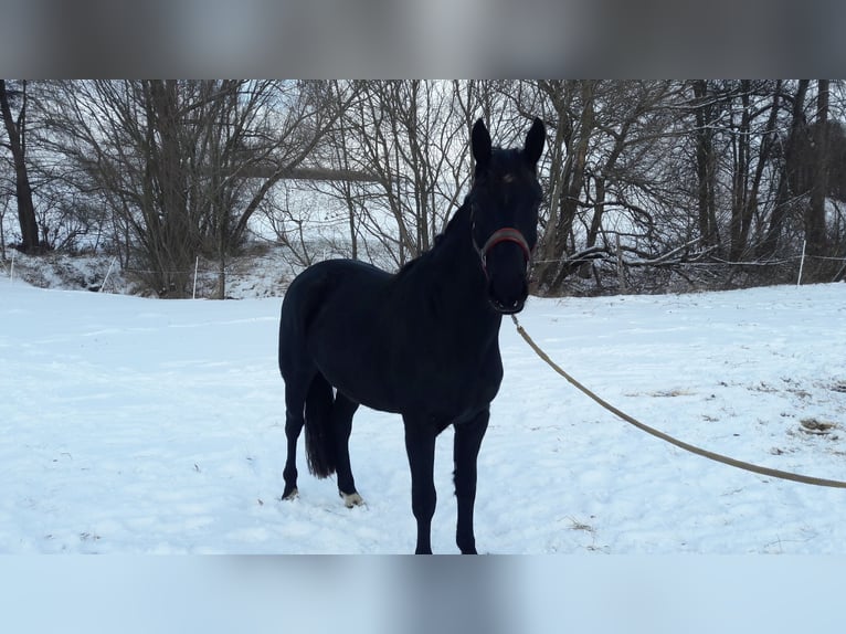 Zwaar warmbloed Merrie 3 Jaar 157 cm Zwart in Panschwitz-Kuckau