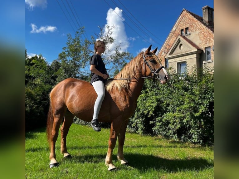 Zwaar warmbloed Merrie 3 Jaar 158 cm Vos in G&#xF6;rlitz