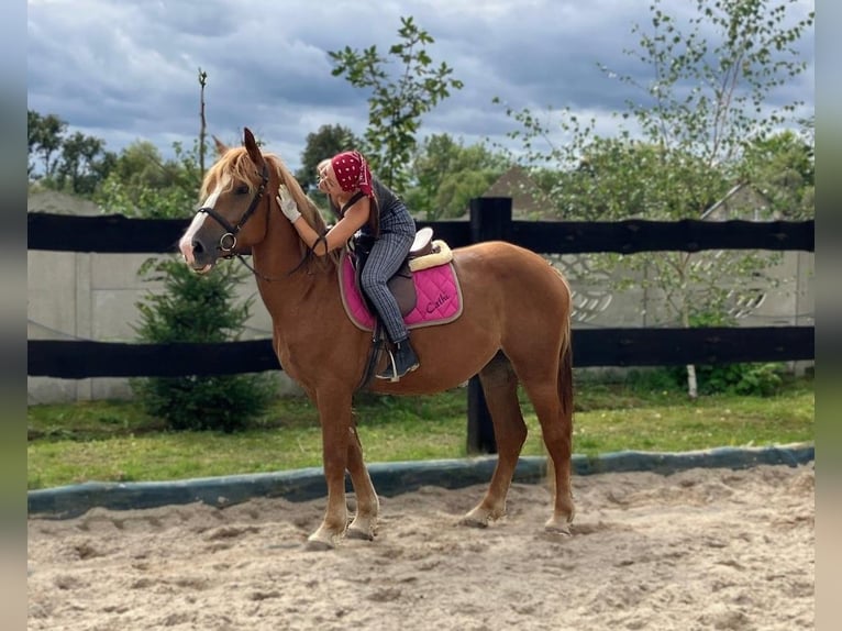 Zwaar warmbloed Merrie 3 Jaar 158 cm Vos in G&#xF6;rlitz
