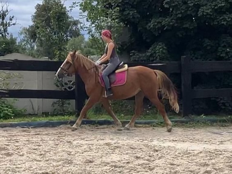 Zwaar warmbloed Merrie 3 Jaar 158 cm Vos in G&#xF6;rlitz