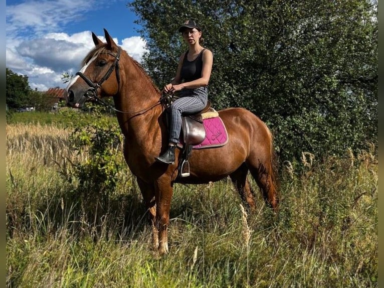Zwaar warmbloed Merrie 3 Jaar 158 cm Vos in G&#xF6;rlitz