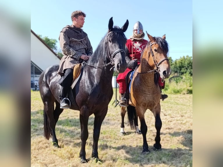 Zwaar warmbloed Merrie 3 Jaar 160 cm Zwart in G&#xF6;rlitz