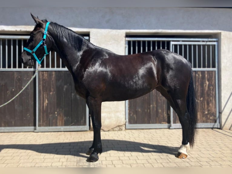 Zwaar warmbloed Merrie 3 Jaar 160 cm Zwart in G&#xF6;rlitz