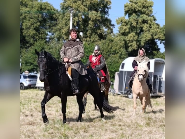 Zwaar warmbloed Merrie 3 Jaar 160 cm Zwart in G&#xF6;rlitz