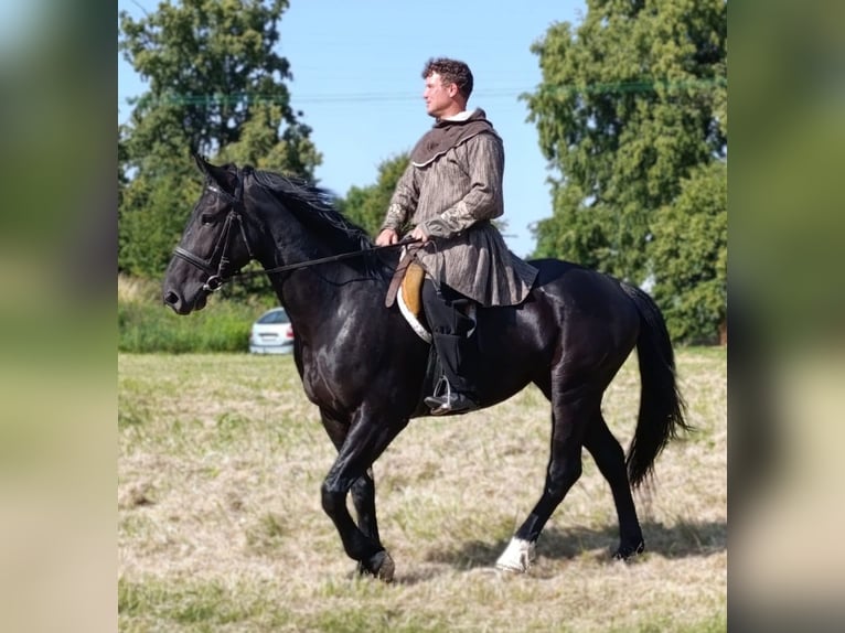 Zwaar warmbloed Merrie 3 Jaar 160 cm Zwart in G&#xF6;rlitz
