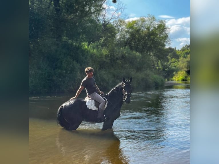 Zwaar warmbloed Merrie 3 Jaar 160 cm Zwart in G&#xF6;rlitz