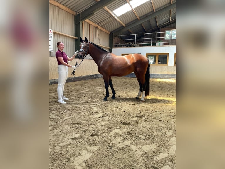 Zwaar warmbloed Merrie 3 Jaar 162 cm Bruin in Hermsdorf