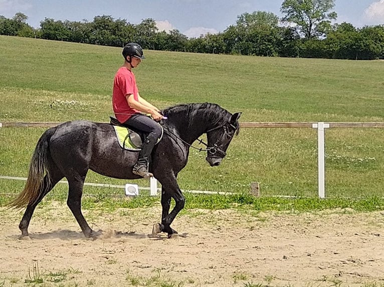 Zwaar warmbloed Merrie 3 Jaar 163 cm Zwartschimmel in Kamenz