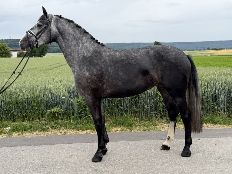 Zwaar warmbloed Mix Merrie 3 Jaar 164 cm Appelschimmel in Riedlingen