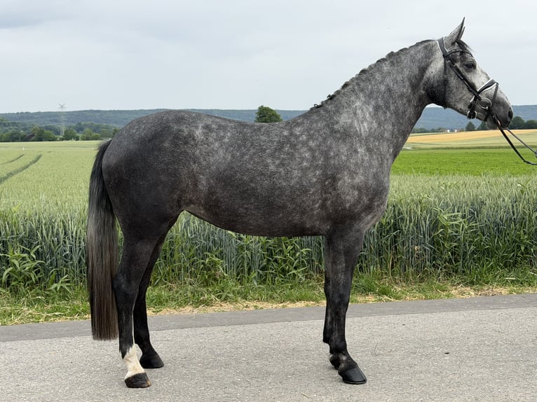 Zwaar warmbloed Mix Merrie 3 Jaar 164 cm Appelschimmel in Riedlingen