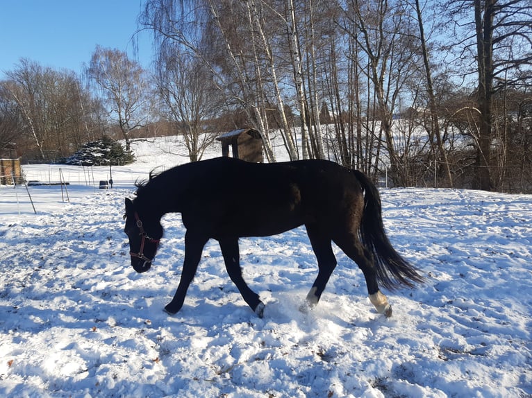 Zwaar warmbloed Merrie 4 Jaar 154 cm Zwartbruin in Löbau
