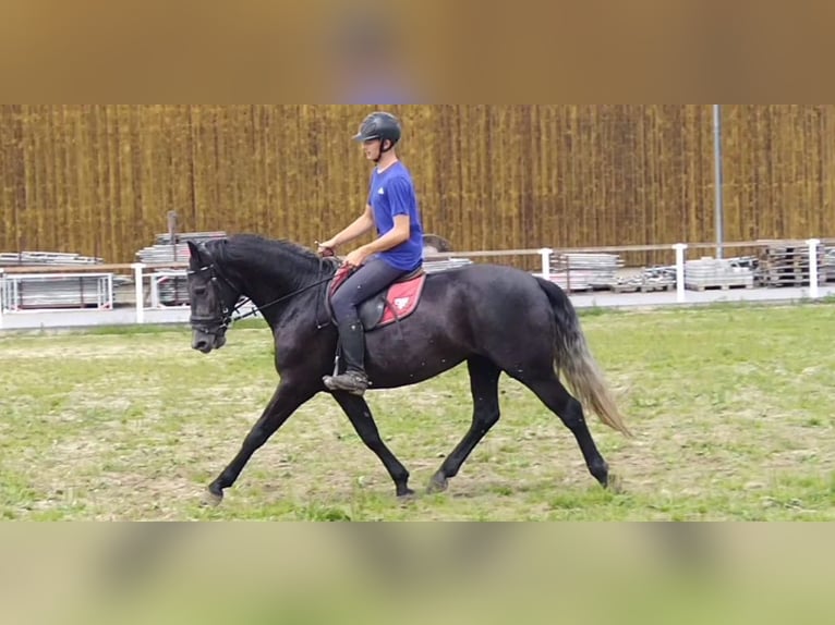 Zwaar warmbloed Merrie 4 Jaar 163 cm Zwartschimmel in Kamenz