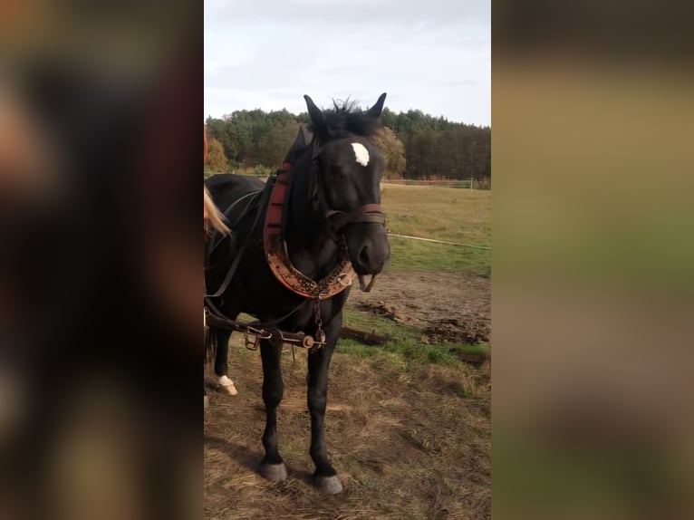 Zwaar warmbloed Merrie 4 Jaar 165 cm  in Lutherstadt Wittenberg
